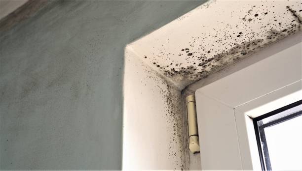 Environmental Consulting for Mold Prevention in Benton Heights, MI