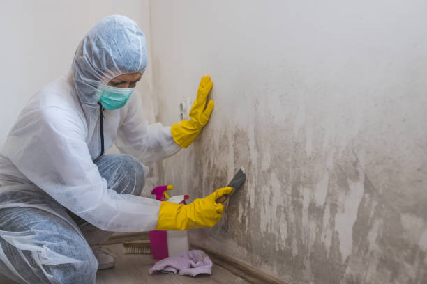 Best Mold Damage Restoration  in Benton Heights, MI