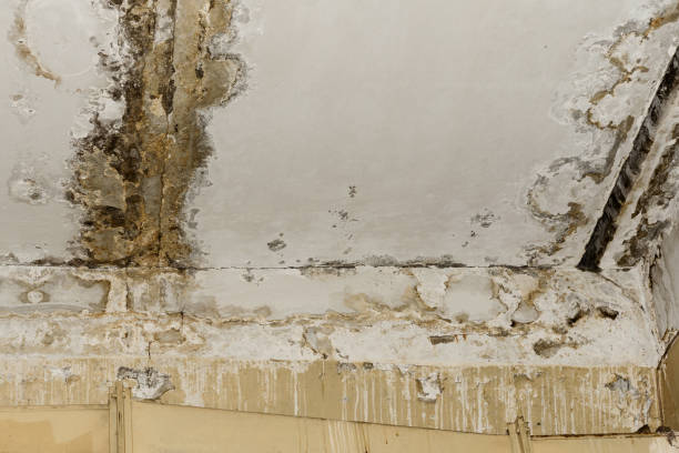 Best Biohazard Mold Removal  in Benton Heights, MI