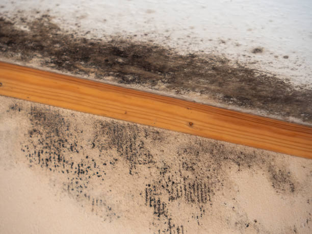 Best Industrial Mold Remediation  in Benton Heights, MI