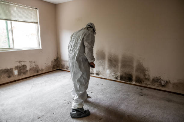 Mold Documentation for Insurance Claims in Benton Heights, MI