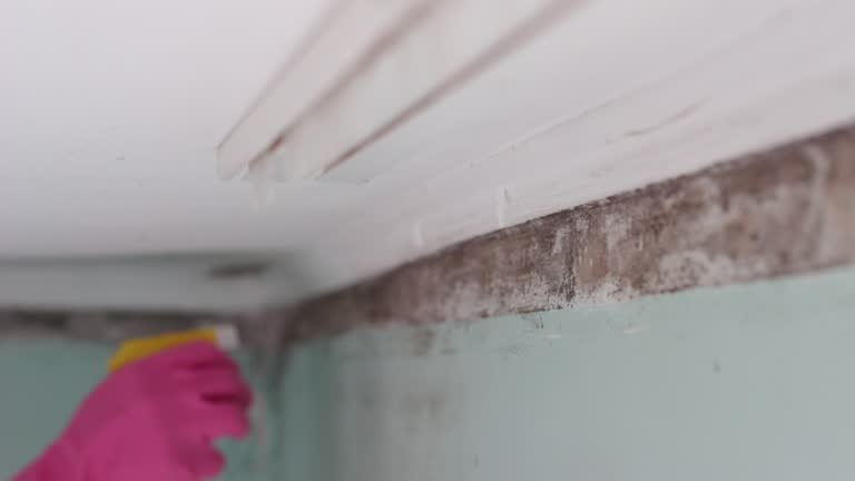 Best Crawl Space Mold Remediation  in Benton Heights, MI